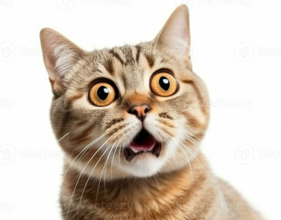 POPCAT Breakout Sparks Whale Buying Frenzy Near Peak Levels